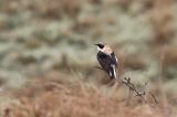 20180415_Oostelijke Blonde Tapuit_Texel_02